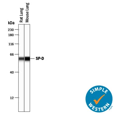 Simple Western lane view shows lysates of rat lung tissue and mouse lung tissue, loaded at 0.2 mg/mL. A specific band was detected for SP-D at approximately 60 kDa (as indicated) using 20 µg/mL of Sheep Anti-Mouse/Rat SP-D Antigen Affinity-purified Polyclonal Antibody (Catalog # AF6839) followed by 1:50 dilution of HRP-conjugated Anti-Sheep IgG Secondary Antibody (Catalog # HAF016). This experiment was conducted under reducing conditions and using the 12-230 kDa separation system.