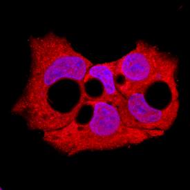 Sphingosine Kinase 1/SPHK1 was detected in immersion fixed HepG2 human hepatocellular carcinoma cell line using Sheep Anti-Human Sphingosine Kinase 1/SPHK1 Antigen Affinity-purified Polyclonal Antibody (Catalog # AF5536) at 10 µg/mL for 3 hours at room temperature. Cells were stained using the NorthernLights™ 557-conjugated Anti-Sheep IgG Secondary Antibody (red; Catalog # NL010) and counterstained with DAPI (blue). Specific staining was localized to cytoplasm. View our protocol for Fluorescent ICC Staining of Cells on Coverslips.