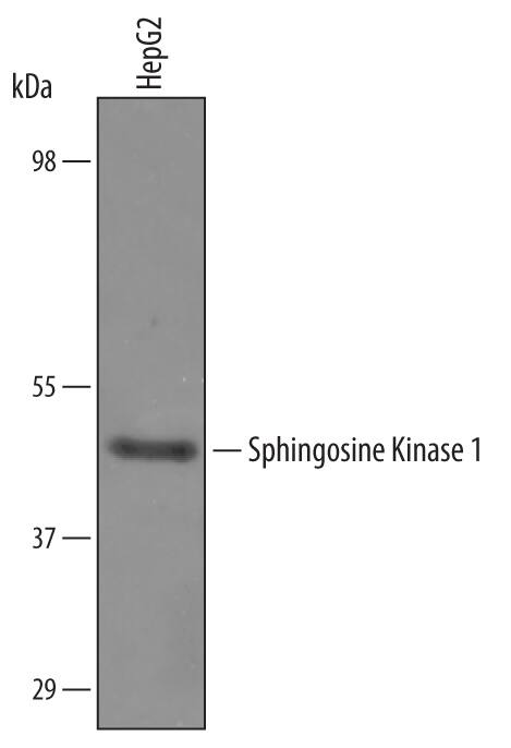 Western blot shows lysates of HepG2 human hepatocellular carcinoma cell line. PVDF Membrane was probed with 0.5 µg/mL of Sheep Anti-Human Sphingosine Kinase 1/SPHK1 Antigen Affinity-purified Polyclonal Antibody (Catalog # AF5536) followed by HRP-conjugated Anti-Sheep IgG Secondary Antibody (Catalog # HAF016). A specific band was detected for Sphingosine Kinase 1/SPHK1 at approximately 45 kDa (as indicated). This experiment was conducted under reducing conditions and using Immunoblot Buffer Group 8.