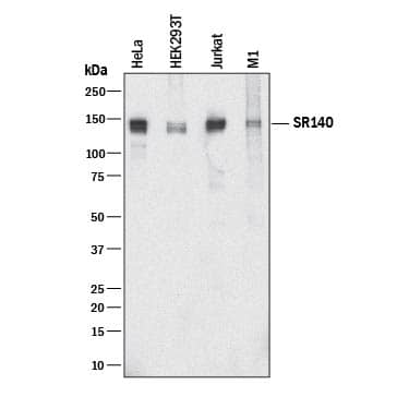 Western blot shows lysates of HeLa human cervical epithelial carcinoma cell line, HEK293T human embryonic kidney cell line, Jurkat human acute T cell leukemia cell line, and M1 mouse myeloid leukemia cell line. PVDF membrane was probed with 2 µg/mL of Mouse Anti-Human/Mouse SR140 Monoclonal Antibody (Catalog # MAB9897) followed by HRP-conjugated Anti-Mouse IgG Secondary Antibody (Catalog # HAF018). A specific band was detected for SR140 at approximately 140 kDa (as indicated). This experiment was conducted under reducing conditions and using Immunoblot Buffer Group 1.
