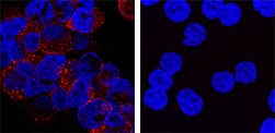 <b>Biological Strategies Validation. </b>SR-AI/MSR was detected in immersion fixed THP-1 human acute monocytic leukemia cell line untreated (right panel) and treated with PMA (left panel) using Goat Anti-Human SR-AI/MSR Antigen Affinity-purified Polyclonal Antibody (Catalog # AF2708) at 1.7 µg/mL for 3 hours at room temperature. Cells were stained using the NorthernLights™ 557-conjugated Anti-Goat IgG Secondary Antibody (red; Catalog # NL001) and counterstained with DAPI (blue). Specific staining was localized to cytoplasm. View our protocol for Fluorescent ICC Staining of Non-adherent Cells.