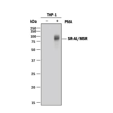 Western blot shows lysates of THP-1 human acute monocytic leukemia cell line untreated (-) or treated (+) with PMA. PVDF membrane was probed with 0.2 µg/mL of Goat Anti-Human SR-AI/MSR Antigen Affinity-purified Polyclonal Antibody (Catalog # AF2708) followed by HRP-conjugated Anti-Goat IgG Secondary Antibody (Catalog # HAF017). A specific band was detected for SR-AI/MSR at approximately 80 kDa (as indicated). This experiment was conducted under reducing conditions and using Immunoblot Buffer Group 1.