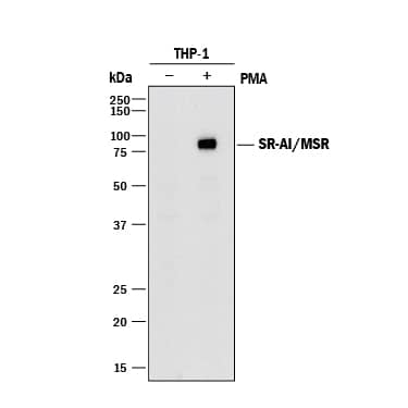 Western blot shows lysates of THP-1 human acute monocytic leukemia cell line untreated (-) or treated (+) with 80 nM PMA for 72 hours. PVDF membrane was probed with 1 µg/mL of Mouse Anti-Human SR-AI/MSR Monoclonal Antibody (Catalog # MAB2708) followed by HRP-conjugated Anti-Mouse IgG Secondary Antibody (Catalog # HAF018). A specific band was detected for SR-AI/MSR at approximately 80 kDa (as indicated). This experiment was conducted under reducing conditions and using Immunoblot Buffer Group 1.