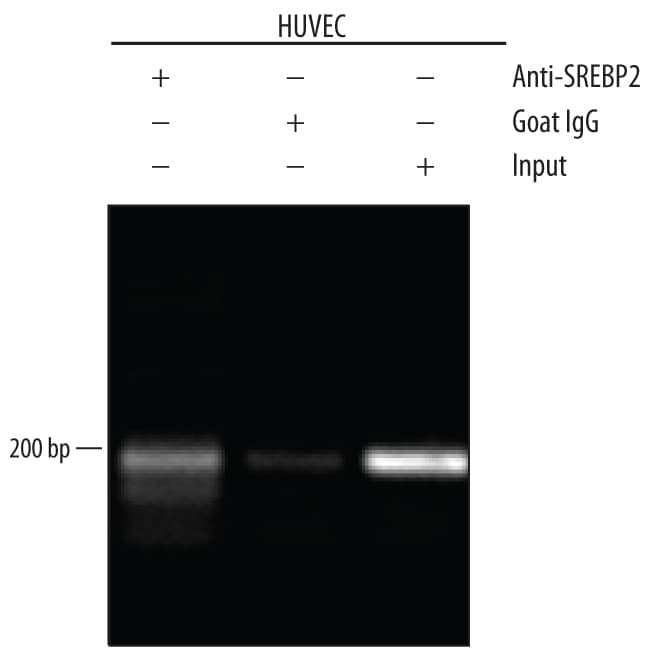 HUVEC human umbilical vein endothelial cells were serum-starved for 5 hours, fixed using formaldehyde, resuspended in lysis buffer, and sonicated to shear chromatin. SREBP2/DNA complexes were immuno-precipitated using 5 µg Goat Anti-Human SREBP2 Antigen Affinity-purified Polyclonal Antibody (Catalog # AF7119) or control antibody (Catalog # AB-108-C) for 15 minutes in an ultrasonic bath, followed by Biotinylated Anti-Goat IgG Secondary Antibody (Catalog # BAF109). Immuno-complexes were captured using 50 µL of MagCellect Streptavidin Ferrofluid (Catalog # MAG999) and DNA was purified using chelating resin solution. TheABCA1promoter was detected by standard PCR. In the figure, 
