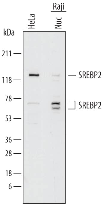 Western blot shows lysates of HeLa human cervical epithelial carcinoma cell line and Raji human Burkitt's lymphoma cell line. Gels were loaded with 15 µg of nuclear extracts (Nuc). PVDF membrane was probed with 2 µg/mL of Goat Anti-Human SREBP2 Antigen Affinity-purified Polyclonal Antibody (Catalog # AF7119) followed by HRP-conjugated Anti-Goat IgG Secondary Antibody (Catalog # HAF017). Specific bands were detected for SREBP2 at approximately 125 kDa and 60-70 kDa (as indicated). This experiment was conducted under reducing conditions and using Immunoblot Buffer Group 1.