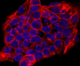 SSEA‑1 was detected in immersion fixed D3 mouse embryonic stem cell line using Mouse Anti-Human/ Mouse SSEA‑1 Alexa Fluor® 647‑conjugated Monoclonal Antibody (Catalog # IC2155R; red) at 10 µg/mL for 3 hours at room temperature. Cells were counterstained with DAPI (blue). Specific staining was localized to cytoplasm and cell surfaces. View our protocol for Fluorescent ICC Staining of Stem Cells on Coverslips.