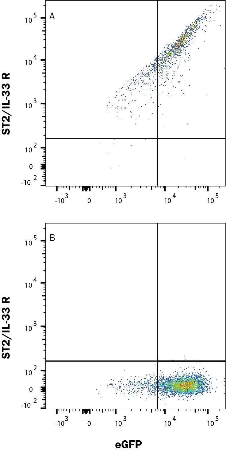 HEK293 human embryonic kidney cell line transfected with either (A) human ST2/IL-33 R or (B) irrelevant transfectants and eGFP was stained with Alexa Fluor® 647-conjugated Rabbit Anti-Human ST2/IL-33 R Monoclonal Antibody (Catalog # FAB5232R). Quadrant markers were set based on control antibody staining (Catalog # IC1050R). View our protocol for Staining Membrane-associated Proteins.