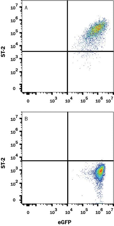 HEK293 human embryonic kidney cell line transfected with either (A) human ST2/IL-33 R or (B) irrelevant transfectants and eGFP was stained with Rabbit Anti-Human ST2/IL-33 R Monoclonal Antibody (Catalog # MAB10118) followed by Allophycocyanin-conjugated Anti-Rabbit IgG Secondary Antibody (Catalog # F0111). Quadrant markers were set based on control antibody staining (Catalog # MAB1050). View our protocol for Staining Membrane-associated Proteins.