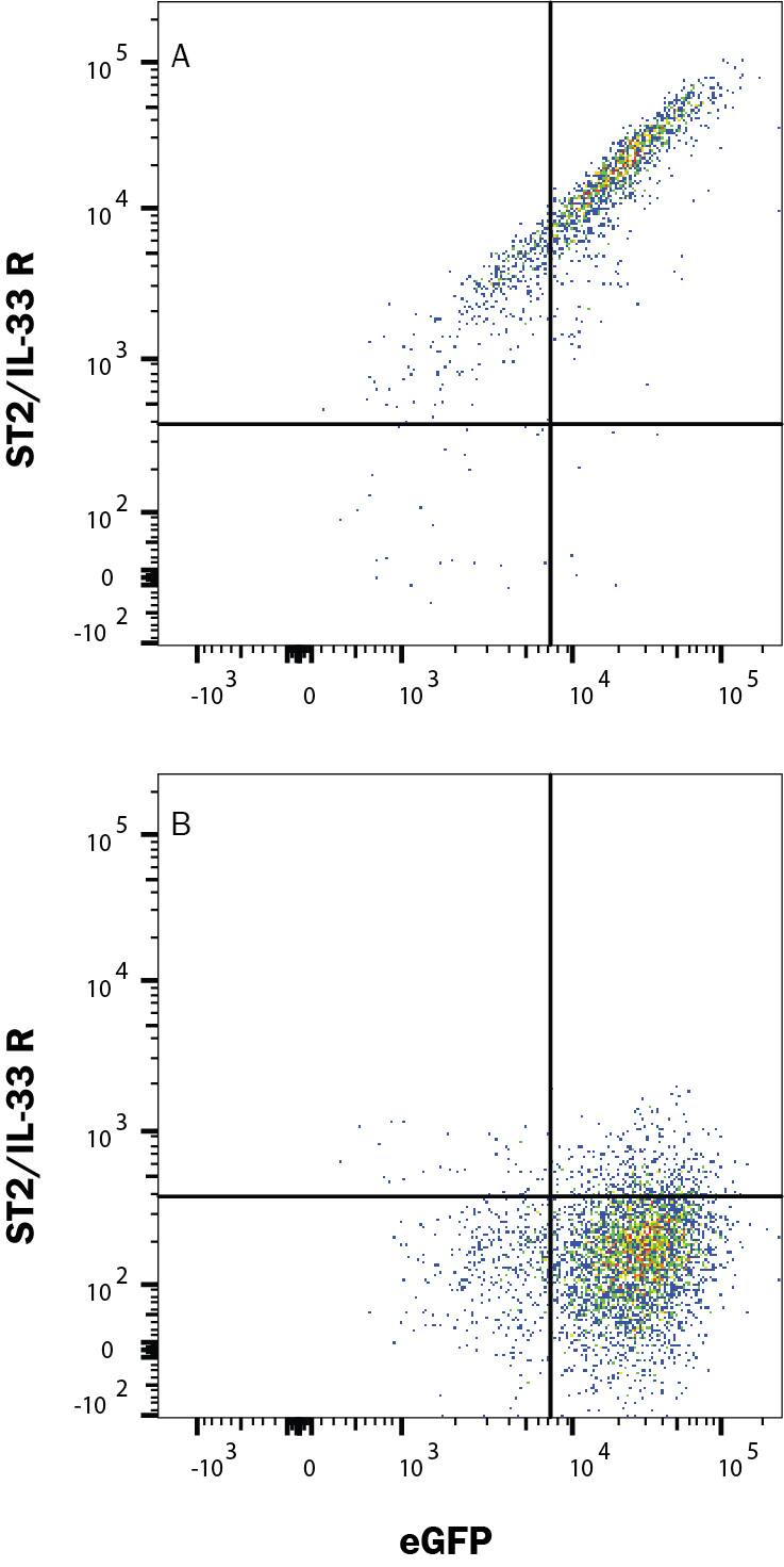 HEK293 human embryonic kidney cell line transfected with either (A) human ST2/IL-33 R or (B) irrelevant transfectants and eGFP was stained with Rabbit Anti-Human ST2/IL-33 R Monoclonal Antibody (Catalog # MAB5232) followed by Allophycocyanin-conjugated Anti-Rabbit IgG Secondary Antibody (Catalog # F0111). Quadrant markers were set based on control antibody staining (Catalog # MAB1050). View our protocol for Staining Membrane-associated Proteins.