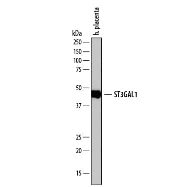 Western blot shows lysates of human placenta. PVDF membrane was probed with 1 µg/mL of Sheep Anti-Human ST3  beta -Gal a-2,3-Sialyltransferase 1/ST3GAL1 Antigen Affinity-purified Polyclonal Antibody (Catalog # AF6905) followed by HRP-conjugated Anti-Sheep IgG Secondary Antibody (Catalog # HAF016). A specific band was detected for ST3  beta -Gal a-2,3-Sialyltransferase 1/ ST3GAL1 at approximately 45 kDa (as indicated). This experiment was conducted under reducing conditions and using Immunoblot Buffer Group 1.
