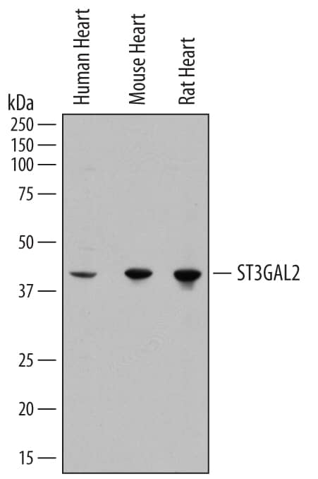 Western Blot ST3 beta-Gal alpha-2,3-Sialyltransferase 2/ST3GAL2 Antibody
