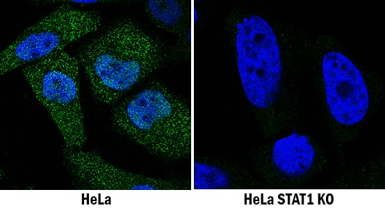 <b>Genetic Strategies Validation. </b>STAT1 was detected in immersion fixed HeLa human cervical epithelial carcinoma cell line treated with IFN-alpha 1 but is not detected in STAT1 knockout (KO) HeLa cell line using Mouse Anti-Human STAT1 Monoclonal Antibody (Catalog # MAB14901) at 1 µg/mL for 3 hours at room temperature. Cells were stained using the NorthernLights™ 493-conjugated Anti-Mouse IgG Secondary Antibody (green; Catalog # NL009) and counterstained with DAPI (blue). Specific staining was localized to cytoplasm and nuclei. View our protocol for Fluorescent ICC Staining of Cells on Coverslips.