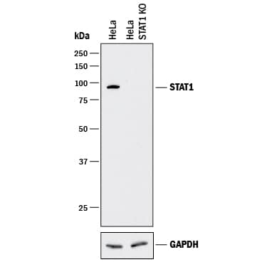 <b>Genetic Strategies Validation. </b>Western blot shows lysates of HeLa human cervical epithelial carcinoma parental cell line and STAT1 knockout HeLa cell line (KO). PVDF membrane was probed with 1 µg/mL of Mouse Anti-Human STAT1 Monoclonal Antibody (Catalog # MAB14901) followed by HRP-conjugated Anti-Mouse IgG Secondary Antibody (Catalog # HAF018). A specific band was detected for STAT1 at approximately 90 kDa (as indicated) in the parental HeLa cell line, but is not detectable in knockout HeLa cell line. GAPDH (Catalog # MAB5718) is shown as a loading control. This experiment was conducted under reducing conditions and using Immunoblot Buffer Group 1.