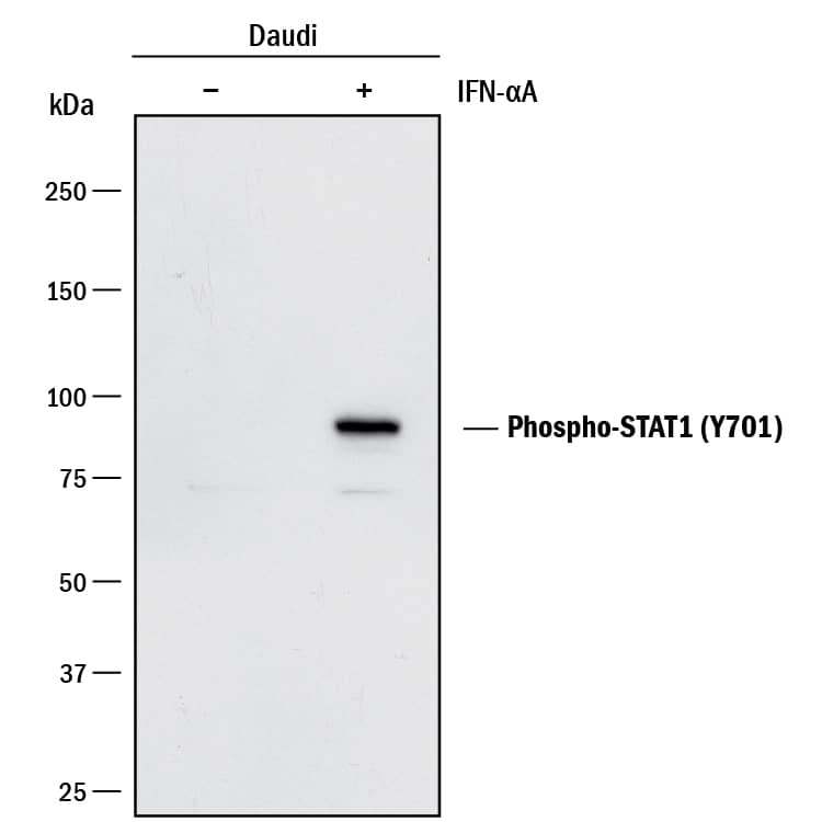 Western blot shows lysates of Daudi human Burkitt's lymphoma cell line untreated (-) or treated (+) with Recombinant Human IFN-aA (Catalog # 11100-1) for 20 minutes. PVDF membrane was probed with 0.25 µg/mL of Rabbit Anti-Human Phospho-STAT1 (Y701) Monoclonal Antibody (Catalog # MAB2894) followed by HRP-conjugated Anti-Rabbit IgG Secondary Antibody (Catalog # HAF008). A specific band was detected for Phospho-STAT1 (Y701) at approximately 90 kDa (as indicated). This experiment was conducted under reducing conditions and using Immunoblot Buffer Group 1.