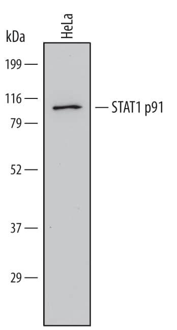 STAT1 p91 was immunoprecipitated from 200 µg of cell lysate of HeLa human cervical epithelial carcinoma cell line following incubation with 3 µg Goat Anti-Human/Mouse STAT1 p91 Antigen Affinity-purified Polyclonal Antibody (Catalog # PAF-ST1) overnight at 4 °C. STAT1 p91-antibody complexes were absorbed using Protein G sepharose (Invitrogen, Catalog # 10-1242). Immunoprecipitated STAT1 p91 was detected by Western blot using 1 µg/mL Human STAT1 Monoclonal Antibody (Catalog # MAB14901). View our recommended buffer recipes for immunoprecipitation.