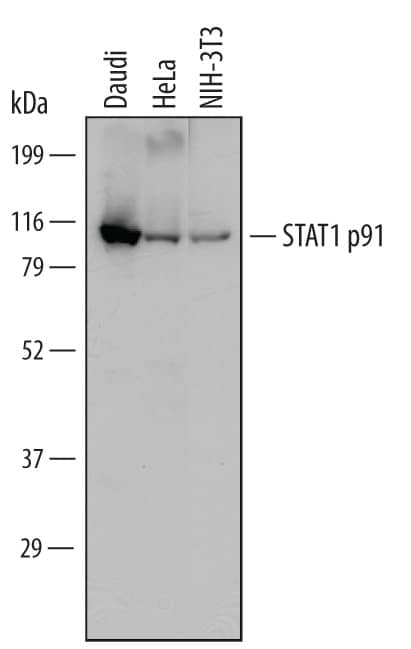 Western blot shows lysates of Daudi human Burkitt's lymphoma cell line, HeLa human cervical epithelial carcinoma cell line, and NIH-3T3 mouse embryonic fibroblast cell line. PVDF Membrane was probed with 1 µg/mL of Goat Anti-Human/Mouse STAT1 p91 Antigen Affinity-purified Polyclonal Antibody (Catalog # PAF-ST1) followed by HRP-conjugated Anti-Goat IgG Secondary Antibody (Catalog # HAF109). A specific band was detected for STAT1 p91 at approximately 91 kDa (as indicated). This experiment was conducted under reducing conditions and using Immunoblot Buffer Group 1.
