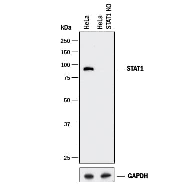 <b>Genetic Strategies Validation. </b>Western blot shows lysates of HeLa human cervical epithelial carcinoma parental cell line and STAT1 knockout HeLa cell line (KO). PVDF membrane was probed with 0.25 µg/mL of Goat Anti-Human/Mouse STAT1 p91 Antigen Affinity-purified Polyclonal Antibody (Catalog # PAF-ST1) followed by HRP-conjugated Anti-Goat IgG Secondary Antibody (Catalog # HAF017). A specific band was detected for STAT1 at approximately 90 kDa (as indicated) in the parental HeLa cell line, but is not detectable in knockout HeLa cell line. GAPDH (Catalog # AF5718) is shown as a loading control. This experiment was conducted under reducing conditions and using Immunoblot Buffer Group 1.