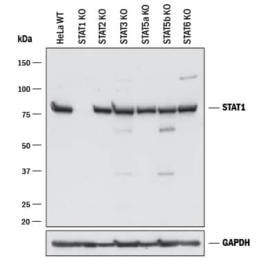 <b>Genetic Strategies Validation. </b>Western blot shows lysates of HeLa human cervical epithelial carcinoma parental cell line, STAT1 knockout (KO) HeLa cell line, STAT2 KO HeLa cell line, STAT3 KO HeLa cell line, STAT5a KO HeLa cell line, STAT5b KO HeLa cell line, and STAT6 KO HeLa cell line. PVDF membrane was probed with 0.25 µg/mL of Goat Anti-Human/Mouse STAT1 p91 Antigen Affinity-purified Polyclonal Antibody (Catalog # PAF-ST1) followed by HRP-conjugated Anti-Goat IgG Secondary Antibody (Catalog # HAF017). A specific band was detected for STAT1 at approximately 90 kDa (as indicated) in the parental HeLa cell line, but is not detectable in knockout HeLa cell line. GAPDH (Catalog # AF5718) is shown as a loading control. This experiment was conducted under reducing conditions and using Immunoblot Buffer Group 1.
