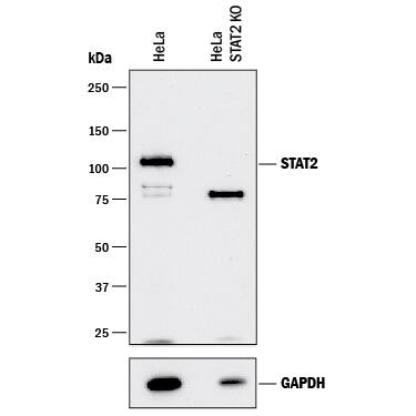 <b>Genetic Strategies Validation. </b>Western blot shows lysates of HeLa human cervical epithelial carcinoma parental cell line and STAT2 knockout HeLa cell line (KO). PVDF membrane was probed with 0.2 µg/mL of Mouse Anti-Human STAT2 Monoclonal Antibody (Catalog # MAB1666) followed by HRP-conjugated Anti-Mouse IgG Secondary Antibody (Catalog # HAF018). A specific band was detected for STAT2 at approximately 110 kDa (as indicated) in the parental HeLa cell line, but is not detectable in knockout HeLa cell line. GAPDH (Catalog # MAB5718) is shown as a loading control. This experiment was conducted under reducing conditions and using Immunoblot Buffer Group 1.