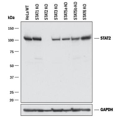 Western blot shows lysates of HeLa human cervical epithelial carcinoma parental cell line, STAT1 knockout (KO) HeLa cell line, STAT2 KO HeLa cell line, STAT3 KO HeLa cell line, STAT5a KO HeLa cell line, STAT5b KO HeLa cell line, and STAT6 KO HeLa cell line. PVDF membrane was probed with 0.5 µg/mL of Goat Anti-Human STAT2 Antigen Affinity-purified Polyclonal Antibody (Catalog # PAF-ST2) followed by HRP-conjugated Anti-Goat IgG Secondary Antibody (Catalog # HAF017). A specific band was detected for STAT2 at approximately 110 kDa (as indicated) in the parental HeLa cell line, but is not detectable in knockout HeLa cell line. GAPDH (Catalog # AF5718) is shown as a loading control. This experiment was conducted under reducing conditions and using Immunoblot Buffer Group 1.