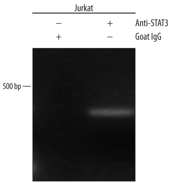 Jurkat human acute T cell leukemia cell line treated with 1000 U/mL Recombinant Human IFN-a Universal Type I (Catalog # 11200-1) for 1 hour was fixed using formaldehyde, resuspended in lysis buffer, and sonicated to shear chromatin. STAT3/DNA complexes were immunoprecipitated using 5 µg Goat Anti-Human/Mouse/Rat STAT3 Antigen Affinity-purified Polyclonal Antibody (Catalog # AF1799) or control antibody (Catalog # AB-108-C) for 15 minutes in an ultrasonic bath, followed by Biotinylated Anti-Goat IgG Secondary Antibody (Catalog # BAF109). Immunocomplexes were captured using 50 µL of MagCellect Streptavidin Ferrofluid (Catalog # MAG999) and DNA was purified using chelating resin solution. Thec-mycpromoter was detected by standard PCR.