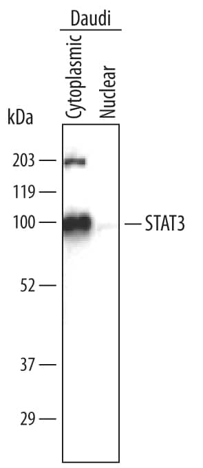 STAT3 was immunoprecipitated from 500 µg of Daudi human Burkitt's lymphoma cell line cytoplasmic and nuclear lystates following incubation with 2 µg Goat Anti-Human/Mouse/Rat STAT3 Antigen Affinity-purified Polyclonal Antibody (Catalog # AF1799) for overnight at 4 ºC. STAT3-antibody complexes were absorbed using Protein G agarose (Invitrogen). Immunoprecipitated STAT3 was detected by Western blot using 0.1 µg/mL Human STAT3 Monoclonal Antibody (Catalog # MAB1799). View our recommended buffer recipes for immunoprecipitation.