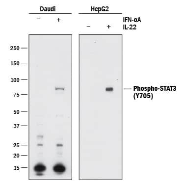 Western Blot STAT3 [p Tyr705] Antibody [Unconjugated]