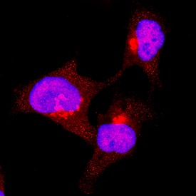 Immunocytochemistry STAT3 Antibody (232209) [Unconjugated]