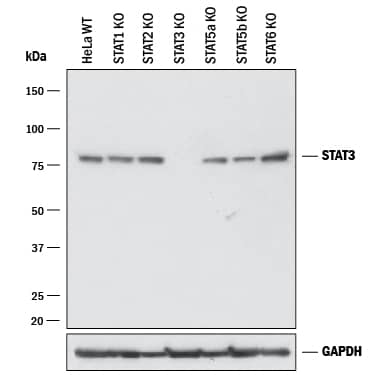 Knockout Validated STAT3 Antibody (232209) [Unconjugated]