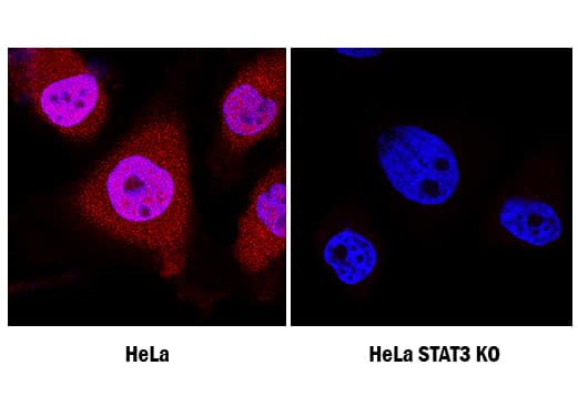 Knockout Validated STAT3 Antibody (232209) [Unconjugated]