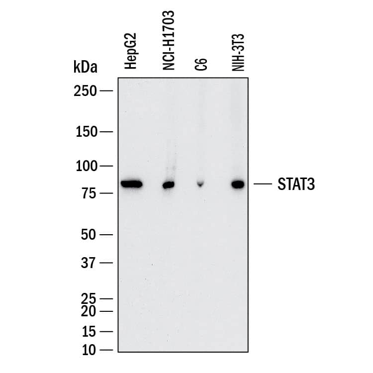 Western Blot STAT3 Antibody (232209) [Unconjugated]