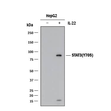 Western blot shows lysates of HepG2 human hepatocellular carcinoma cell line untreated (-) or treated (+) with 100 ng/mL Recombinant Human IL-22 (Catalog # 782-IL) for 15 minutes. PVDF membrane was probed with 0.1 µg/mL of Rabbit Anti-Human Phospho-STAT3 (Y705) Monoclonal Antibody (Catalog # MAB46071) followed by HRP-conjugated Anti-Rabbit IgG Secondary Antibody (Catalog # HAF008). A specific band was detected for Phospho-STAT3 (Y705) at approximately 95 kDa (as indicated). This experiment was conducted under reducing conditions and using Immunoblot Buffer Group 1.