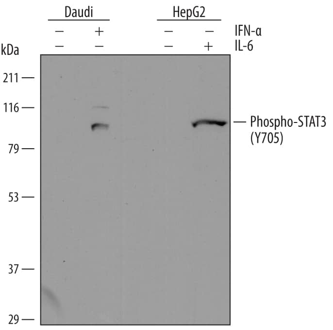 Western blot shows lysates of Daudi human Burkitt's lymphoma cell line and HepG2 human hepatocellular carcinoma cell line untreated (-) or treated (+) with 500 U/mL Recombinant Human IFN-aA (Catalog # 11100-1) for 20 minutes or 50 µg/mL Recombinant Human IL-6 (Catalog # 206-IL) for 15 minutes. PVDF membrane was probed with 2 µg/mL of Rat Anti-Human Phospho-STAT3 (Y705) Monoclonal Antibody (Catalog # MAB4607) followed by HRP-conjugated Anti-Rat IgG Secondary Antibody (Catalog # HAF005). A specific band was detected for Phospho-STAT3 (Y705) at approximately 95 kDa (as indicated). This experiment was conducted under reducing conditions and using Immunoblot Buffer Group 1.