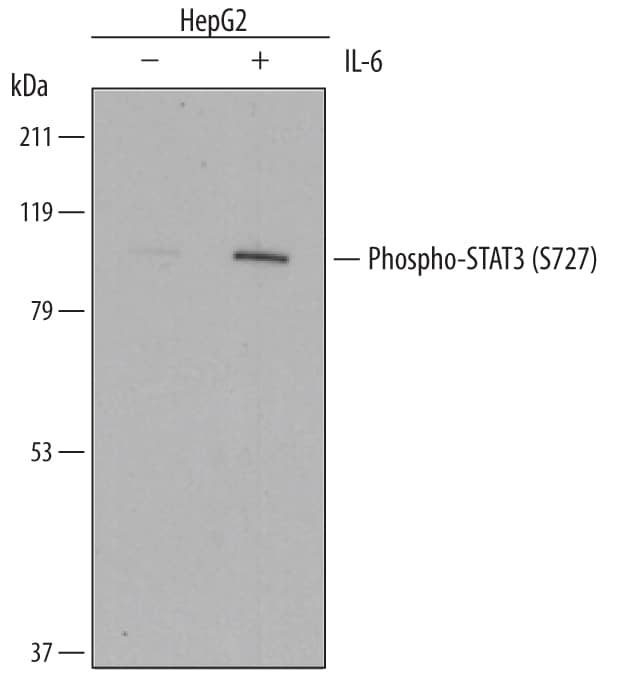 Western blot shows lysates of HepG2 human hepatocellular carcinoma cell line untreated (-) or treated (+) with 100 ng/mL Recombinant Human IL-6 (Catalog # 206-IL) for 15 minutes. PVDF membrane was probed with 1 µg/mL of Mouse Anti-Human Phospho-STAT3 (S727) Monoclonal Antibody (Catalog # MAB4934) followed by HRP-conjugated Anti-Mouse IgG Secondary Antibody (Catalog # HAF018). A specific band was detected for Phospho-STAT3 (S727) at approximately 95 kDa (as indicated). This experiment was conducted under reducing conditions and using Immunoblot Buffer Group 1.