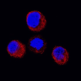 STAT5a was detected in immersion fixed K562 human chronic myelogenous leukemia cell line using Mouse Anti-Human STAT5a Monoclonal Antibody (Catalog # MAB21741) at 25 µg/mL for 3 hours at room temperature. Cells were stained using the NorthernLights™ 557-conjugated Anti-Mouse IgG Secondary Antibody (red; Catalog # NL007) and counterstained with DAPI (blue). Specific staining was localized to cytoplasm. View our protocol for Fluorescent ICC Staining of Cells on Coverslips.