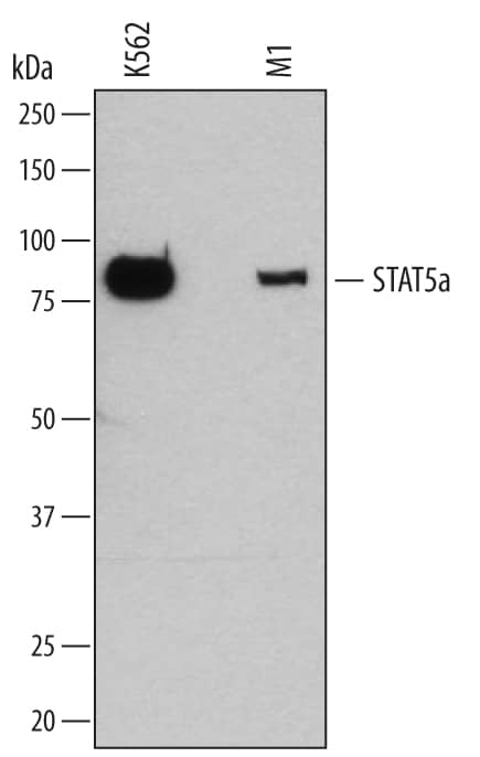 Western blot shows lysates of K562 human chronic myelogenous leukemia cell line and M1 mouse myeloid leukemia cell line. PVDF membrane was probed with 2 µg/mL of Mouse Anti-Human/Mouse STAT5a Monoclonal Antibody (Catalog # MAB2174) followed by HRP-conjugated Anti-Mouse IgG Secondary Antibody (Catalog # HAF007). A specific band was detected for STAT5a at approximately 91 kDa (as indicated). This experiment was conducted under reducing conditions and using Immunoblot Buffer Group 1.