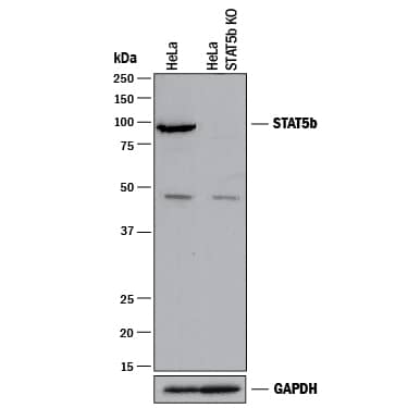 Knockout Validated STAT5b Antibody [Unconjugated]
