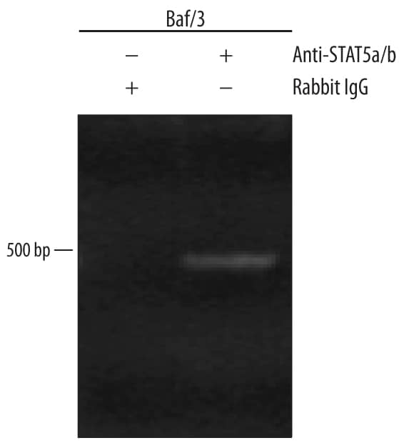 Chromatin Immunoprecipitation (ChIP) STAT5a/b Antibody [Unconjugated] - Pan Specific