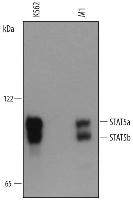 Western blot shows lysates of K562 human chronic myelogenous leukemia cell line and M1 mouse myeloid leukemia cell line. PVDF membrane was probed with 1 µg/mL of Rabbit Anti-Human/Mouse STAT5a/b Pan Specific Antigen Affinity-purified Polyclonal Antibody (Catalog # AF2168) followed by HRP-conjugated Anti-Rabbit IgG Secondary Antibody (Catalog # HAF008). Specific bands were detected for STAT5a at approximately 94 kDa and STAT5b at approximately 92 kDa (as indicated). This experiment was conducted under reducing conditions and using Immunoblot Buffer Group 1.