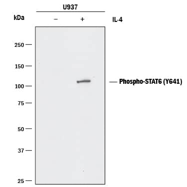 Western blot shows lysates of U937 human histiocytic lymphoma cell line untreated (-) or treated (+) with 100 ng/mL Recombinant Human IL-4 (Catalog # 204-IL) for 15 minutes. PVDF membrane was probed with 2 µg/mL of Rat Anti-Human Phospho-STAT6 (Y641) Monoclonal Antibody (Catalog # MAB37171) followed by HRP-conjugated Anti-Rat IgG Secondary Antibody (Catalog # HAF005). A specific band was detected for STAT6 at approximately 105 kDa (as indicated). This experiment was conducted under reducing conditions and using Immunoblot Buffer Group 1.