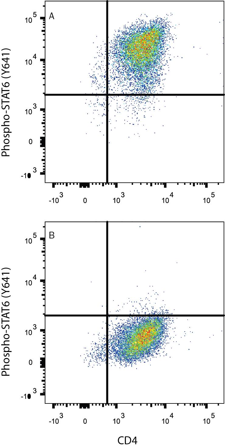 Human peripheral blood mononuclear cells (PBMCs) either (A) Th2-stimulated or (B) unstimulated were stained with Rabbit Anti-Human Phospho-STAT6 (Y641) Monoclonal Antibody (Catalog # MAB3717) followed by anti-Rabbit IgG PE-conjugated secondary antibody (Catalog # F0110) and Mouse Anti-Human CD4 APC-conjugated Monoclonal Antibody (Catalog # FAB3791A). Quadrant markers were set based on control antibody staining (Catalog # MAB1050). To facilitate intracellular staining, cells were fixed with Flow Cytometry Fixation Buffer (Catalog # FC004) and permeabilized with methanol. View our protocol for Staining Intracellular Molecules.