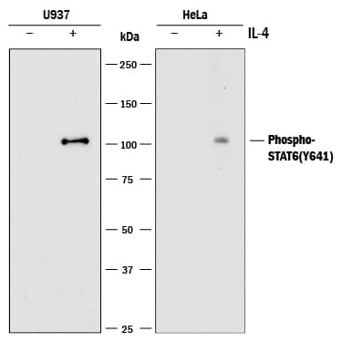Western blot shows lysates of U937 human histiocytic lymphoma cell line and HeLa human cervical epithelial carcinoma cell line untreated (-) or treated (+) with 100 ng/mL Recombinant Human IL-4 (Catalog # 204-IL) for 15 minutes or 2 ng/mL Recombinant Human IL-4 (Catalog # 204-IL) for 20 minutes, respectively. PVDF membrane was probed with 1 µg/mL of Rabbit Anti-Human Phospho-STAT6 (Y641) Monoclonal Antibody (Catalog # MAB3717) followed by HRP-conjugated Anti-Rabbit IgG Secondary Antibody (Catalog # HAF008). A specific band was detected for STAT6 at approximately 100 kDa (as indicated). This experiment was conducted under reducing conditions and using Immunoblot Buffer Group 1.