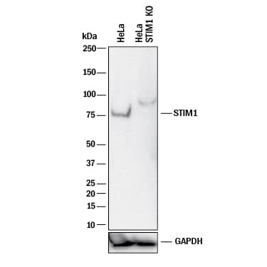 <b>Genetic Strategies Validation. </b>Western blot shows lysates of HeLa human cervical epithelial carcinoma parental cell line and STIM1 knockout HeLa cell line (KO). PVDF membrane was probed with 1 µg/mL of Mouse Anti-Human/Mouse/Rat STIM1 Monoclonal Antibody (Catalog # MAB6976) followed by HRP-conjugated Anti-Mouse IgG Secondary Antibody (Catalog # HAF018). A specific band was detected for STIM1 at approximately 75 kDa (as indicated) in the parental HeLa cell line, but is not detectable in knockout HeLa cell line. GAPDH (Catalog # MAB5718) is shown as a loading control. This experiment was conducted under reducing conditions and using Immunoblot Buffer Group 1.