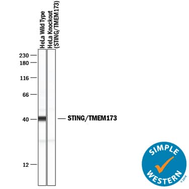 Simple Western lane view shows lysates of HeLa human cervical epithelial carcinoma parental cell line and STING/TMEM173 knockout HeLa cell line (KO), loaded at 0.2 mg/mL. A specific band was detected for STING/TMEM173 at approximately 41 kDa (as indicated) in the parental HeLa cell line, but is not detectable in knockout HeLa cell line. Sheep Anti-Human STING/TMEM173 Antigen Affinity-purified Polyclonal Antibody (Catalog # AF6516) was used at 10 µg/mL followed by 1:50 dilution of HRP-conjugated Anti-Sheep IgG Secondary Antibody (Catalog # HAF016). This experiment was conducted under reducing conditions and using the 12-230 kDa separation system.