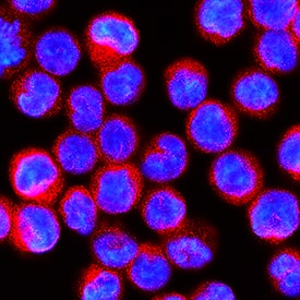 STING/TMEM173 was detected in immersion fixed U937 human histiocytic lymphoma cell line using Mouse Anti-Human STING/TMEM173 Monoclonal Antibody (Catalog # MAB7169) at 3 µg/mL for 3 hours at room temperature. Cells were stained using the NorthernLights™ 557-conjugated Anti-Mouse IgG Secondary Antibody (red; NL007) and counterstained with DAPI (blue). Specific staining was localized to cytoplasm. View our protocol for Fluorescent ICC Staining of Non-adherent Cells.