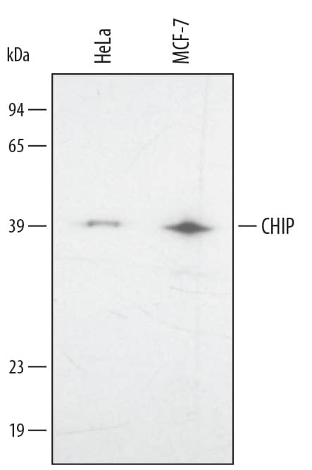 Western blot shows lysates of HeLa human cervical epithelial carcinoma cell line and MCF-7 human breast cancer cell line. PVDF membrane was probed with 1 µg/mL of Goat Anti-Human CHIP/STUB1 Antigen Affinity-purified Polyclonal Antibody (Catalog # AF4685) followed by HRP-conjugated Anti-Goat IgG Secondary Antibody (Catalog # HAF017). A specific band was detected for CHIP/STUB1 at approximately 39 kDa (as indicated). This experiment was conducted under reducing conditions and using Immunoblot Buffer Group 2.