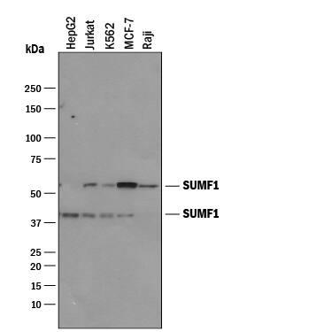 Western Blot Sulfatase Modifying Factor 1/SUMF1 Antibody [Unconjugated]