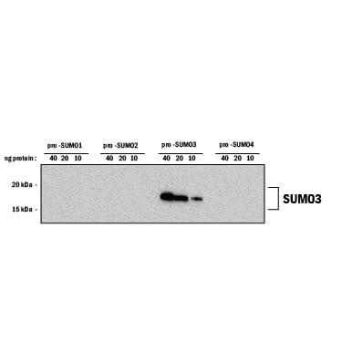 Western blot shows lysates of SUMO3. PVDF membrane was probed with 0.5 µg/mL of Rat Anti-Human SUMO3 Monoclonal Antibody (Catalog # A-720) followed by HRP-conjugated Anti-Rabbit IgG Secondary Antibody (Catalog # HAF008). A specific band was detected for SUMO3 at approximately 16-18 kDa (as indicated). This experiment was conducted under reducing conditions and using Immunoblot Buffer Group 1.