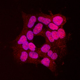 Immunocytochemistry SUMO3 Antibody (401513)