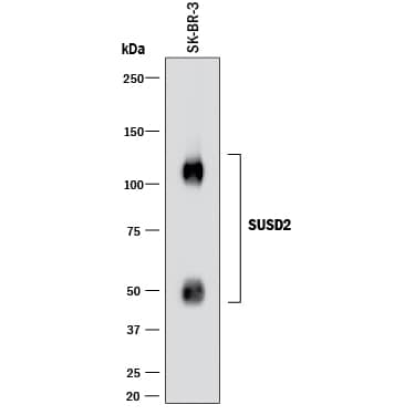 Western Blot SUSD2 Antibody (1279A) [Unconjugated]